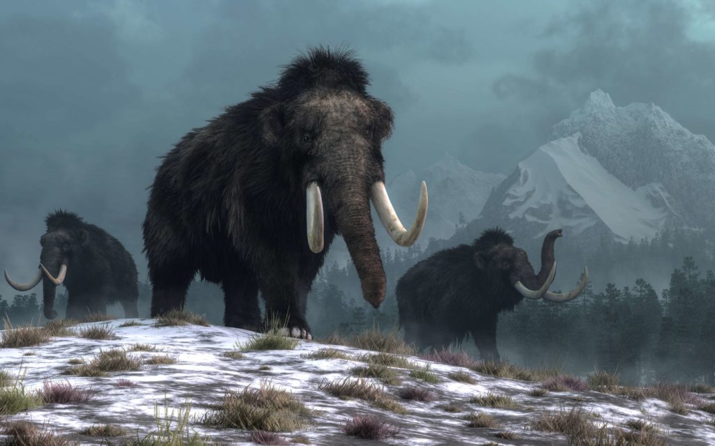 A trio of woolly mammoths trudges over snow covered hills. Behind them, mountains with snow covered peaks rise above dark green forests of fir trees.