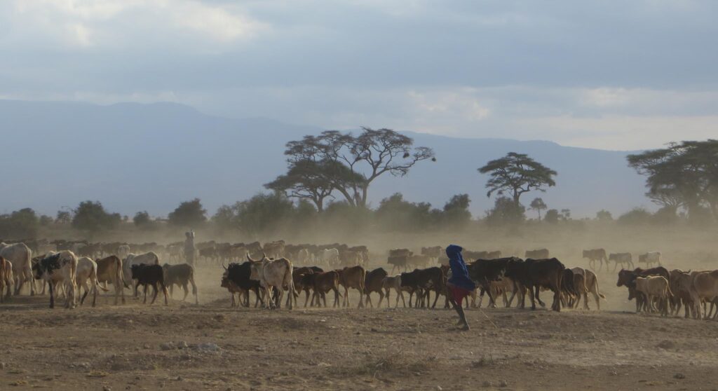Cattle and a couple of people walk along a dusty road. In the background are trees and bushes.