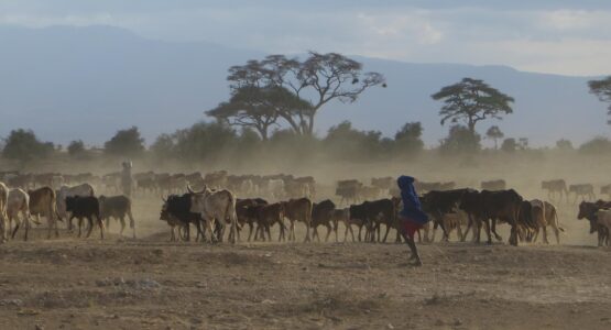 Cattle in Amboseli, Kenya