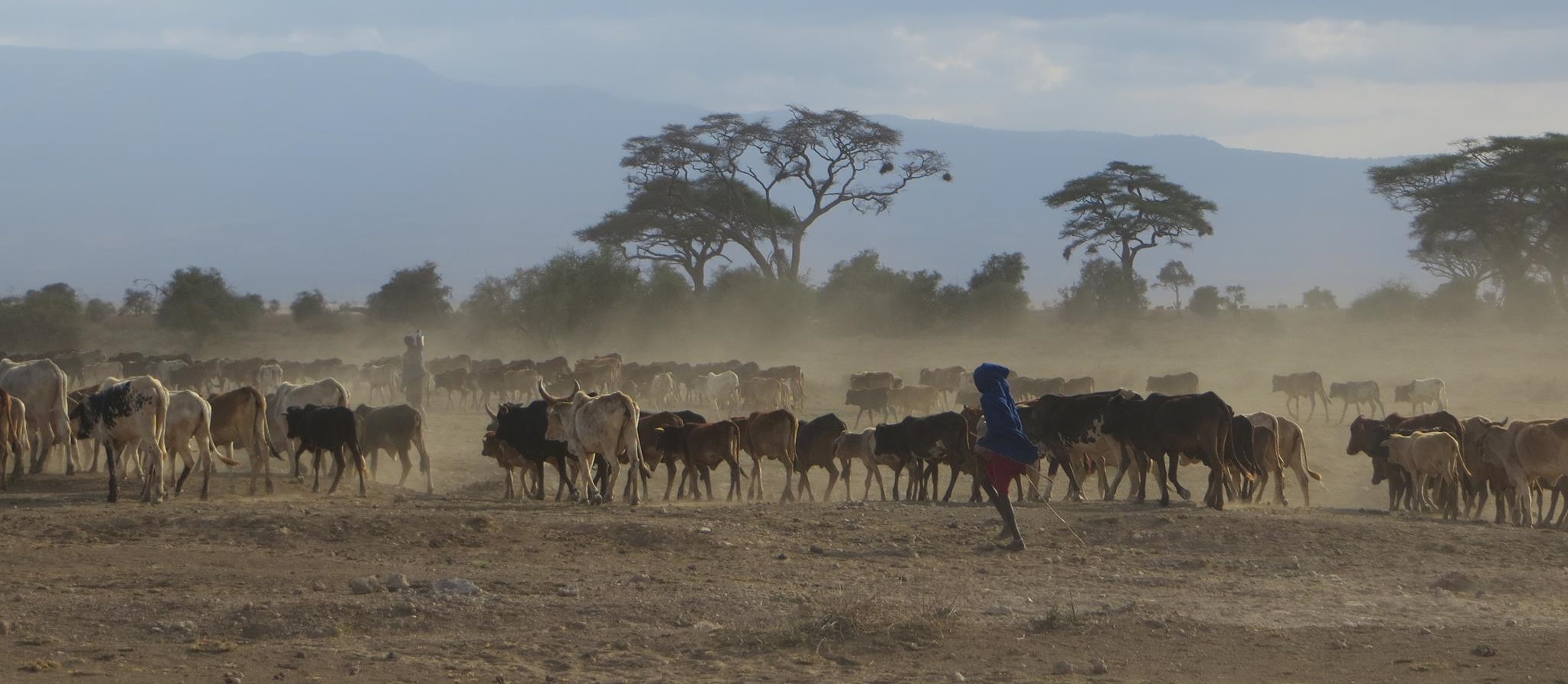 Cattle in Amboseli, Kenya