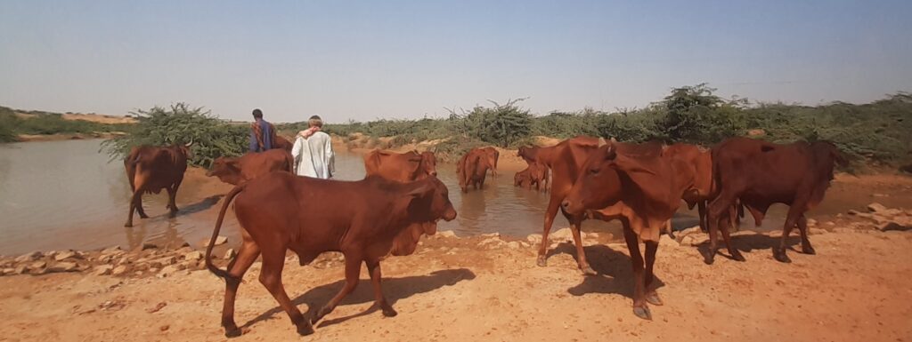 Red Sindhi cattle in Pakistan. There are some brown cows on red dirt by some water with plants growing out of it. A couple of people are in the background.
