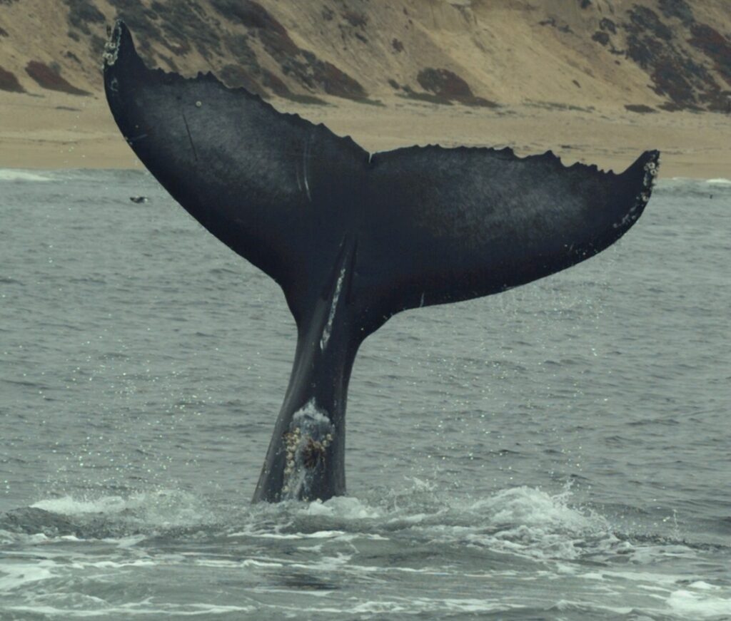 Image of a whale's tail sticking up out of the sea. The beach and cliff is in the background.