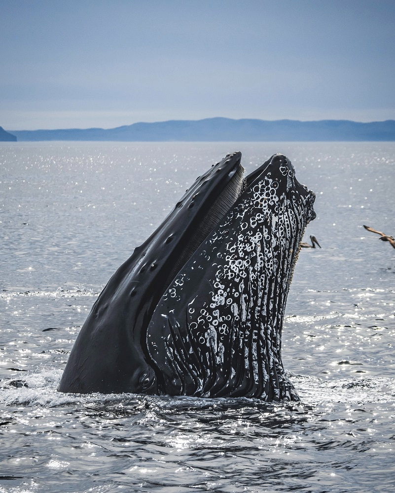 A humpback whale spyhops looking at camera. It is black with white patterns.