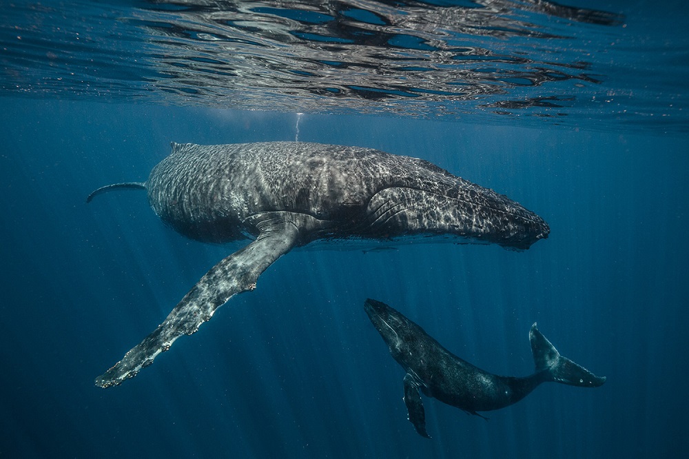 Humpback whale mother and calf in the sea