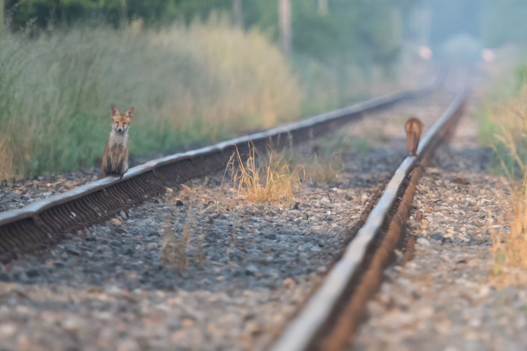 A fox is sitting upright on a train track. Another fox walks away from the camera on the other track.