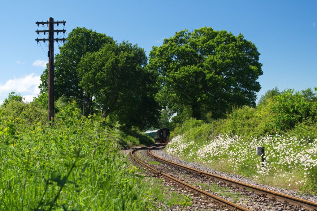 A train is appearing from out of some trees. White flowers and foliage grow beside the tracks. It is a sunny day with a blue sky.