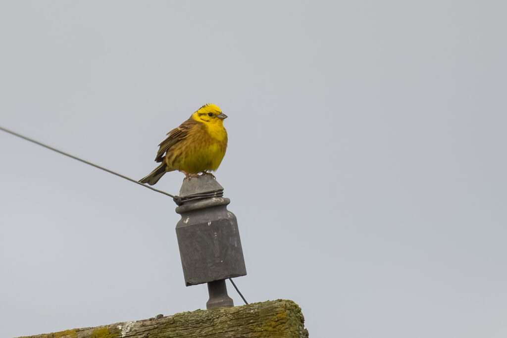 A yellowhammer bird stis on a telegraph pole.