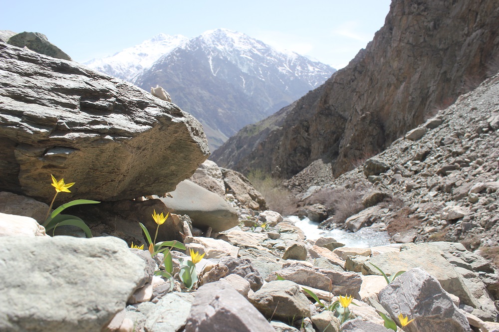 Wild yellow tulips are growing on a rocky mountain beside a stream.