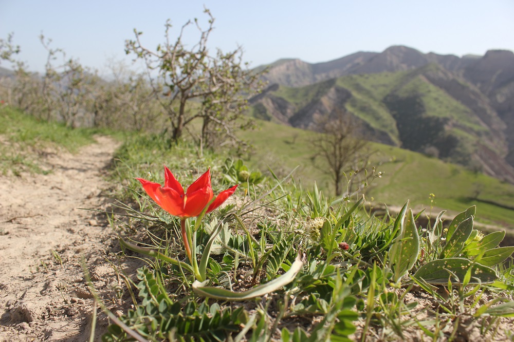 A solitary red tulip is ground on a grassy mountain by a dirt track.