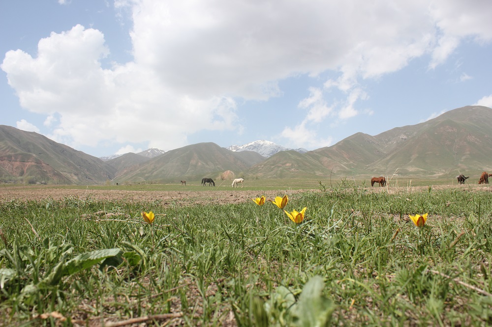 Wild tulips are in the grass in the foreground. In the background are horses and snow-capped mountains.