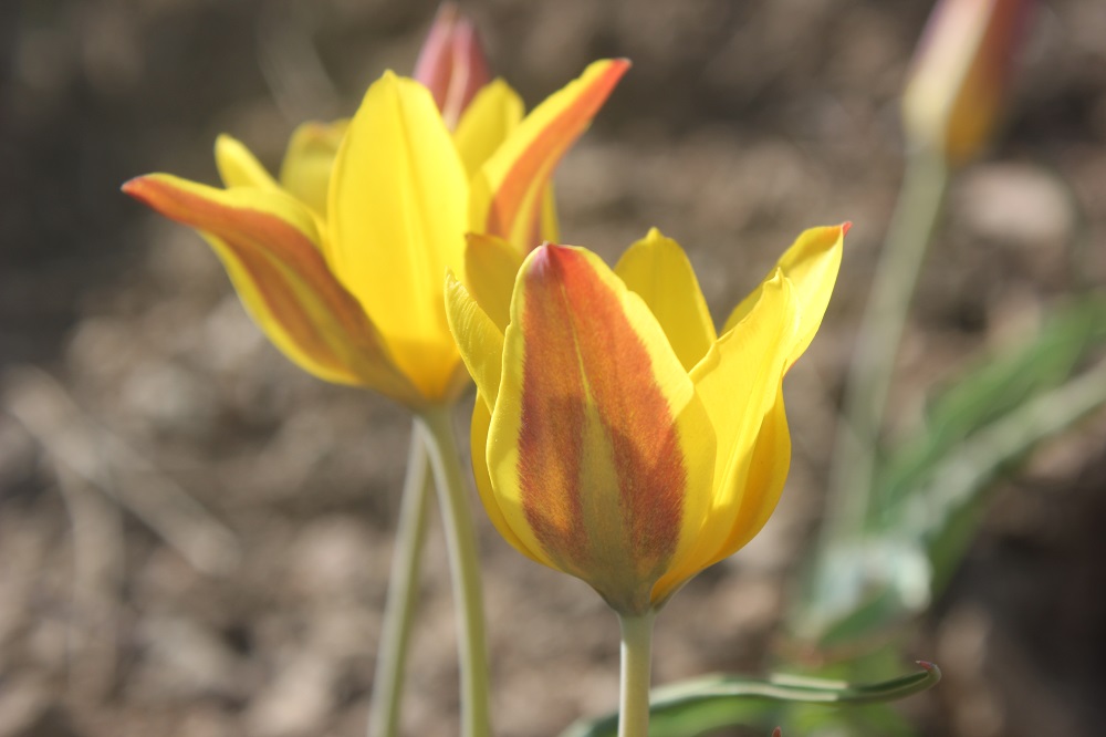 Two wild tulip heads open in the sun. They are yellow with red markings.